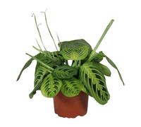 Maranta Leuconeura Fascinator Limone Lime - 30cm - Ø12cm - Pianta d'appartamento - Sempreverde