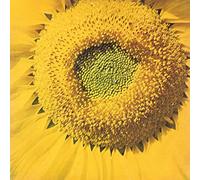 Marcos Valle - Girassol - 7"