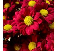 margarita Cobertura perenne resistente semi di prato selvatico primavera interni esotici semi selvatici decorazioni giardino per 20pcs