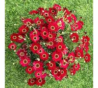 margherita balcone aiuola semi interni primavera decorazione balconi semi selvatici resistenti giardino rocce arbusto 550pcs