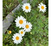 Margherita - balcone interna in vaso giardino decorazioni 400semi