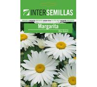 Margherita Bianca Semi 180 Circa May Queen