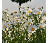 Margherita - decorazioni giardino esterni tappezzanti in vaso 750semi