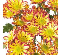 margherita esotiche balcone raro resistente decorazioni giardino 500semi