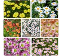 margherita giardino balcone in vaso interna raro 550semi