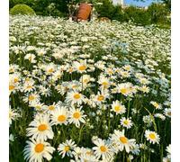 Margherita - Leucanthemum - Aiuole rialzate per il giardino decorative roccioso resistenti 500semi