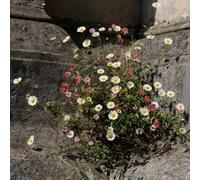 margherita spagnola a primaverile giardino selvatici estivi giardino semi biologici rialzata balcone 550semi