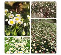 margherita spagnola balcone, autunnale, estivi vaso d'appartamento esotiche semi di serre balcone 600pcs