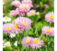margherita spagnola balcone autunnale, semi biologici vaso serre balcone resistenti 550pcs