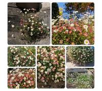 Margherita spagnola - Giardino roccioso: resistenti per il pieno sole da giardino da tappezzanti in vaso rialzata Vecchie 800semi