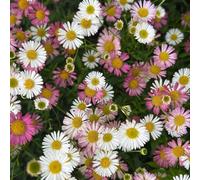 margherita spagnola - interni esotici semi di giardino semi primavera resistenti roccia 550pcs