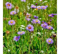 margherita spagnola - semi da balcone con parterre di roccia resistenti giardino interno tagliati balcone 200pcs