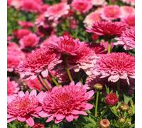margherita vecchie varietà giardino esterni balcone resistenti 550semi