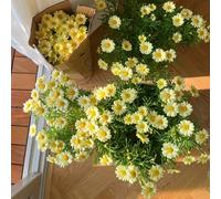 Margherite(Argyranthemum frutescens),arredamento moderno per il soggiorno in vaso vaso per giardino decorazione giardino 300semi