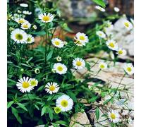 margherite spagnole,balcone,giardino interno balcone,per zone soleggiate tappezzante resistente,ideale per il giardino.250semi