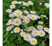 margherite spagnole,Coltivazione dei semi,facile d'appartamento,meravigliosamente vivaci con Aiuole rialzate per il giardino 250semi