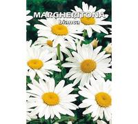 MARGHERITONA BIANCA - Margherita bianca - SEMI DA FIORE