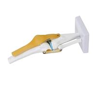 Marhynchus Modello dell'articolazione del Ginocchio Umano Struttura e Forma Chiara, Componenti Completi con Femore, Tibia e Dimostrazione Completa del Fibula, Movimento Simile a una Vita Ideale per