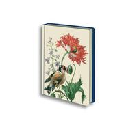 Maria Sibylla Merian: Stieglitz und Mohnblume