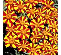 Marigold Mr. Majestic semi - Tagetes patula nana