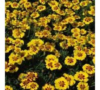 Marigold Naughty Marietta - Francese Tipo Appx 450 Seeds- Annuale Seeds ONLY