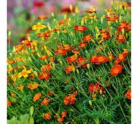 Marigold Red Gem seeds - Tagetes tenuifolia