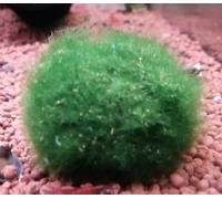 Marimo / Cladophora / Cladophore / Cladofora 2-3 cm 10, 20, 50, 70 o 100 pezzi