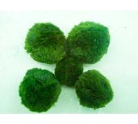Marimo - Palline di muschio giganti per acquario, 5-7 cm