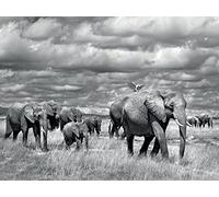 Marina Cano Fotografia Stampato su Telaio 60 x 80 cm in Kenya Elefante Stampa su Tela