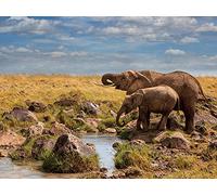 Mario Moreno Elefanti di Maasai Mara 60 x 80 cm Stampa su Tela, Multicolore