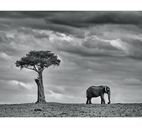 Mario Moreno Land of Giants 60 x 80 cm Stampa su Tela, Multicolore