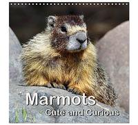 Marmots - Cute and Curious (Wall Calendar 2026 12" x 24" / 30 x 60 cm (open)) CALVENDO 12 Month Wall Calendar