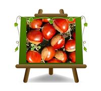 Marroni Castel del Rio Pianta da frutto vaso 15cm altezza 100-120 cm eta 2anni