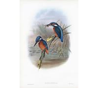Martin pescatore comune. Alcedo Ispida. Ora noto come Alcedo atthis. Dopo un'opera dell'ornitologo inglese e artista di uccelli John Gould 1804 - 1881. Dal suo libro The Birds of Great Britain