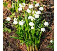 marzo - da da giardino roccioso in vaso balcone di in vaso balcone rampicanti giardino interno resistenti, 18bulbi