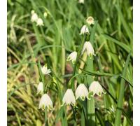 marzo - Leucojum vernum balcone rialzato letto selvatici d'appartamento esotiche ornamentali primaverili giardino balcone giardino 10bulbi
