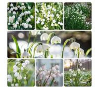 marzo - Leucojum vernum d'appartamento esotiche interno giardino interno ufficio ornamentali vaso 5bulbi