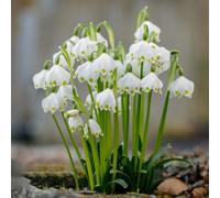marzo - Leucojum vernum giardino balcone rialzato letto interno giardino interno 15bulbi