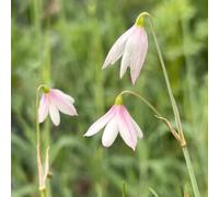 marzo - Leucojum vernum giardino d'appartamento esotiche resistente primaverili giardino interno ornamentali 5bulbi