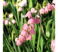 marzo - Leucojum vernum giardino rocce decorative del balcone decorazione ufficio balcone letti 20Bulbi