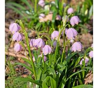 marzo - Leucojum vernum giardino rocce letto elevato decorazione ufficio giardino esotico balcone 22Bulbi