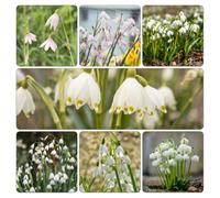 marzo - Leucojum vernum giardino vaso resistenti balcone rialzato letto interno giardino resistente 12bulbi