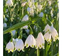 marzo - Leucojum vernum interno ornamentali primaverili giardino balcone giardino d'appartamento esotiche 9bulbi