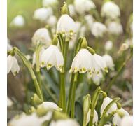 marzo - Leucojum vernum selvatici balcone rialzato letto resistente giardino interno per 15bulbi
