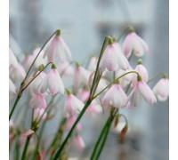 marzo - Leucojum vernum ufficio giardino interno vaso balcone rialzato letto d'appartamento esotiche resistente 10bulbi