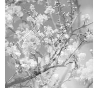 Masabumi Kikuchi - Hanamichi - The Final Studio Recording Vol. Ii