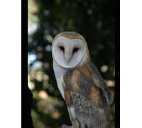 Mastering & Prepare for GitHub Copilot Certification Guide | GH 300: Prepare for the GitHub Copilot Certification, include 120 practice Questions.