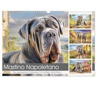 Mastino Napoletano. Die gelassenen Molosser mit antiken Vorfahren (Wandkalender 2026 DIN A3 quer), CALVENDO Monatskalender: Der Mastino Napoletano zeigt sich hier stolz vor der Kulisse der Toskana.