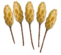 matches21 - Cespugli di zucchero Protea Repens extra secchi, decorazione naturale, fiori secchi, autunno, sbiancati chiari, set da 5 pezzi
