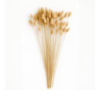 matches21 HOME & HOBBY Set di 60 code di coniglio essiccate - 50 cm fiori secchi come decorazione da tavolo boho